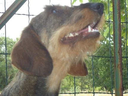 Eultane du roc d'Eden - Très Prometteur - MEILLEUR PUPPY