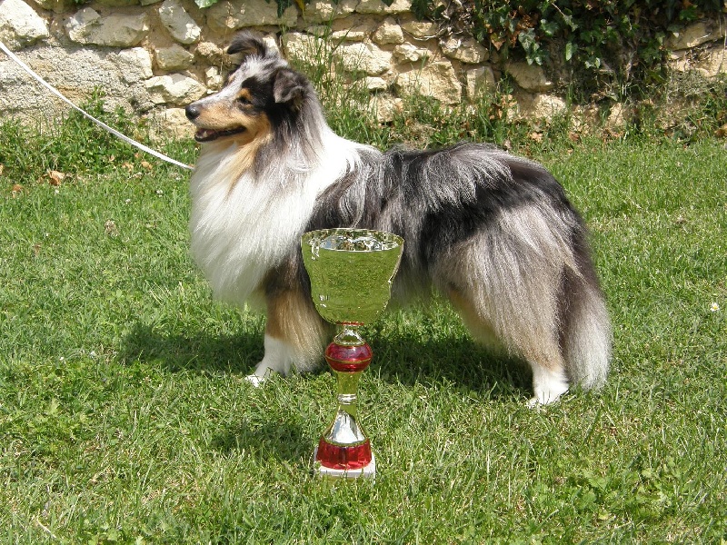 CH. Flashdance blue Du Chemin Des Roselières - 1er Excellent en classe intermédiaire