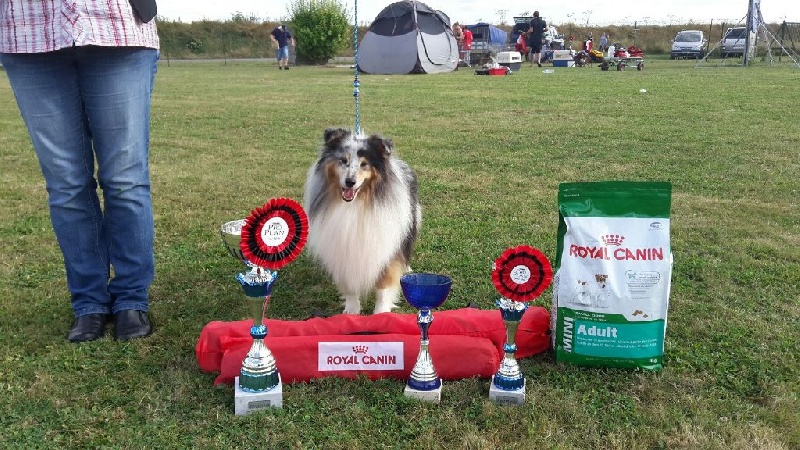 CH. Flashdance blue Du Chemin Des Roselières - 1er Excellent en classe champion mâle, meilleur mâle et meilleur de race