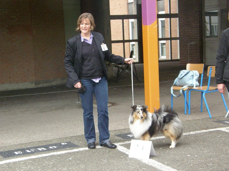 CH. Flashdance blue Du Chemin Des Roselières - 1 er Excellent en classe intermédiaire, meilleur mâle, meilleur de race
