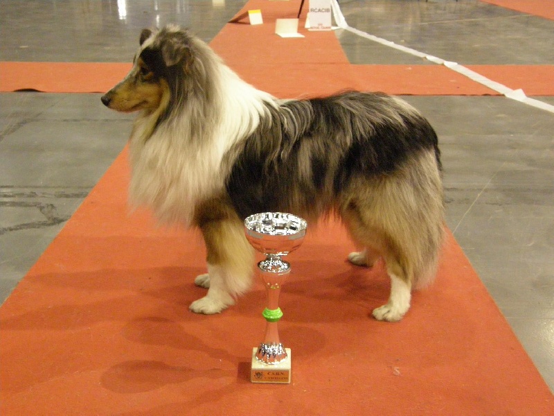 CH. Flashdance blue Du Chemin Des Roselières - 1er Excellent en classe intermédiaire