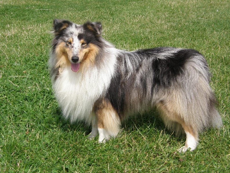 CH. Flashdance blue Du Chemin Des Roselières - 1er Excellent en classe ouverte, RCACS