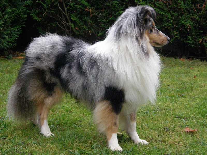 CH. Flashdance blue Du Chemin Des Roselières - 1er Excellent en classe jeune mâle et meilleur jeune