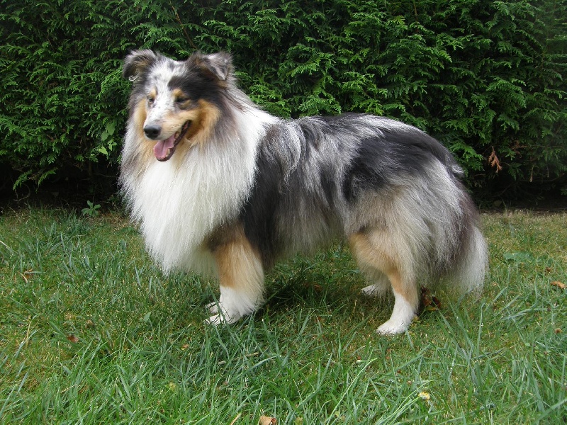 CH. Flashdance blue Du Chemin Des Roselières - 1er Excellent en classe ouverte, CACS-CACIB, Meilleur de Race