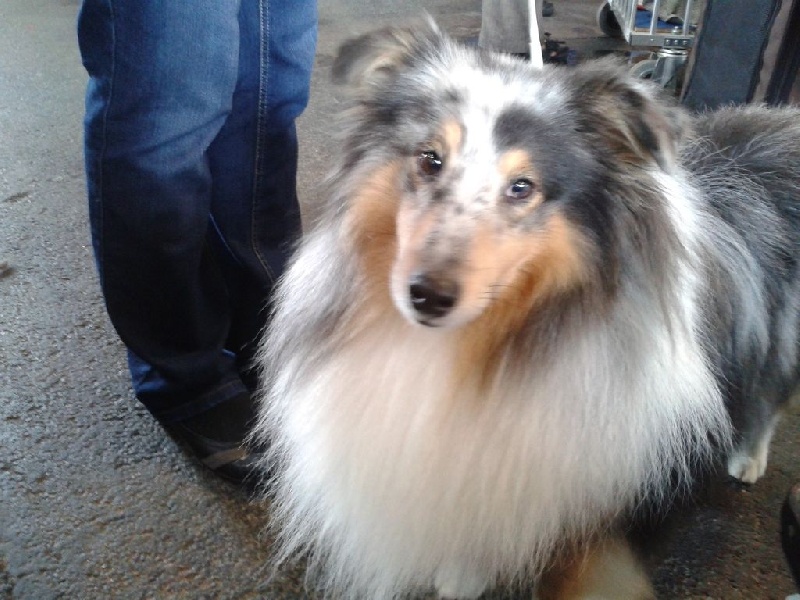 CH. Flashdance blue Du Chemin Des Roselières - 1er Excellent en classe champion, CACIB