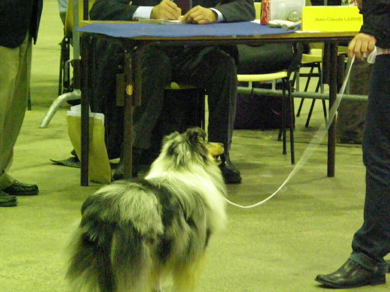CH. Flashdance blue Du Chemin Des Roselières - 1er Excellent en classe intermédiaire