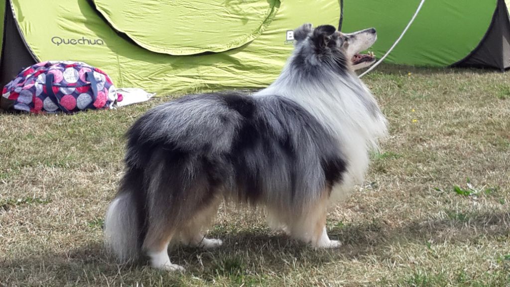 CH. Flashdance blue Du Chemin Des Roselières - 1er Excellent en classe vétéran mâle, meilleur vétéran et meilleur de race