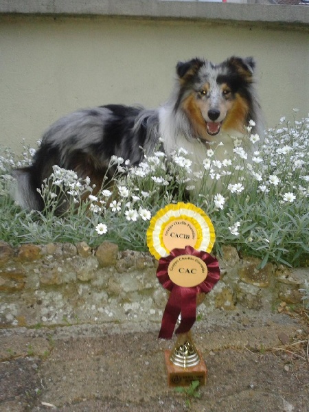 CH. Flashdance blue Du Chemin Des Roselières - 1er Excellent, CAC, CACIB, meilleur de race