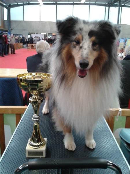 CH. Flashdance blue Du Chemin Des Roselières - 1 er Excellent en classe champion, meilleur champion de l'exposition.