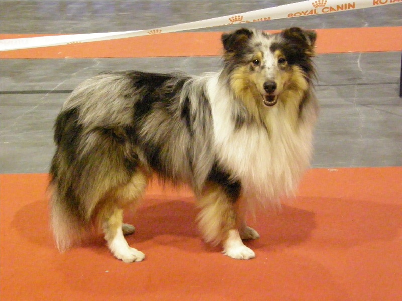 CH. Flashdance blue Du Chemin Des Roselières - 1er Excellent en classe intermédiaire, R CACS