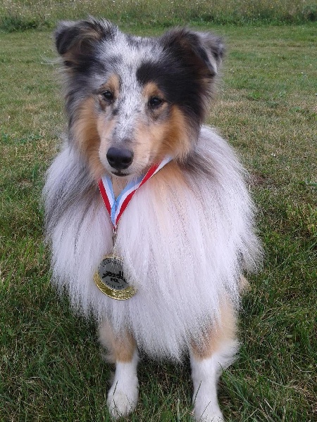 CH. Flashdance blue Du Chemin Des Roselières - 4e Excellent en classe champion