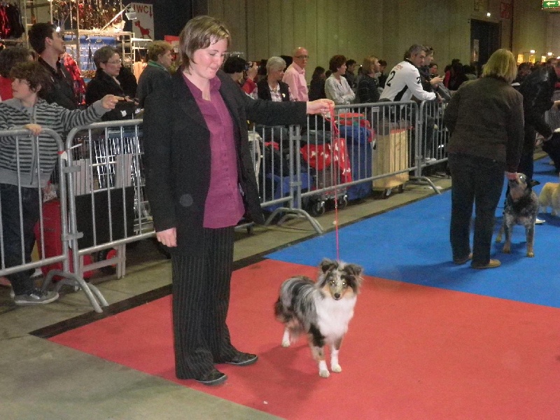 CH. Flashdance blue Du Chemin Des Roselières - 1er Très Prometteur en classe Puppy, sélectionné au ring d'hônneur