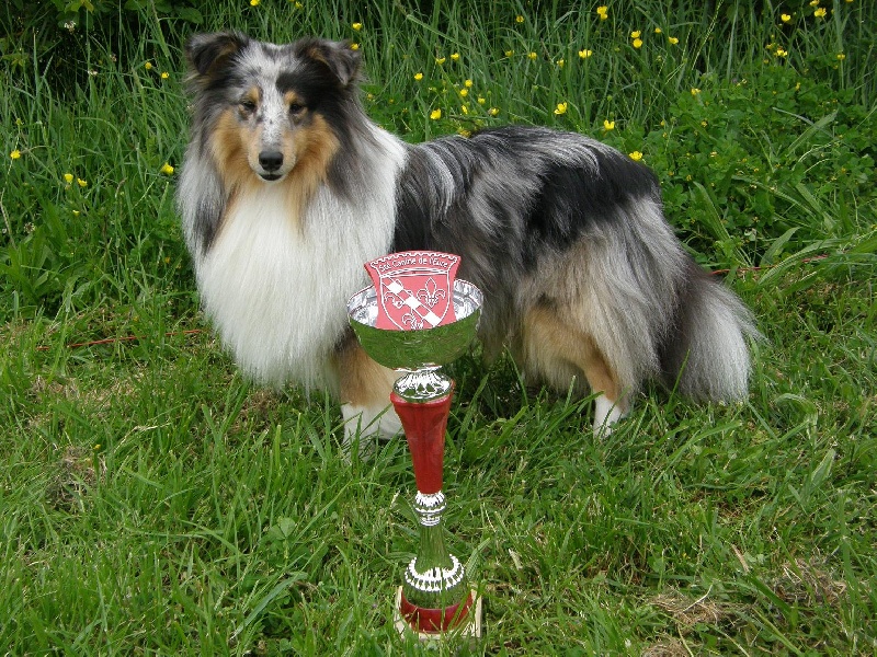 CH. Flashdance blue Du Chemin Des Roselières - 1er Excellent en classe intermédiaire, CACS