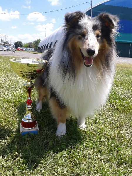 CH. Flashdance blue Du Chemin Des Roselières - 1er Excellent en classe recommandé