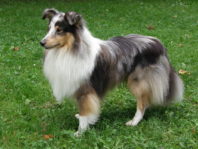 CH. Flashdance blue Du Chemin Des Roselières - 1 er Excellent en classe jeune