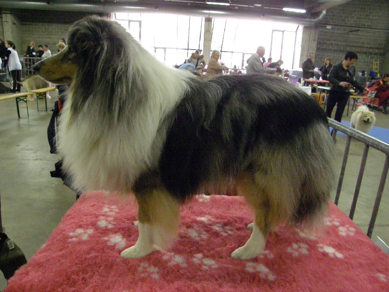 CH. Flashdance blue Du Chemin Des Roselières - 1er excellent en classe intermédiaire, R CAC-R CACIB