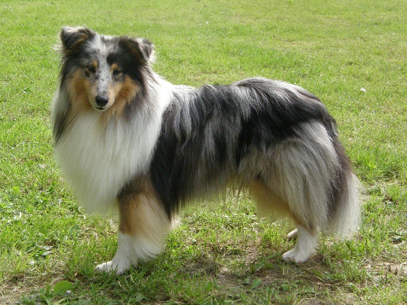 CH. Flashdance blue Du Chemin Des Roselières - 1er Excellent en classe intermédiaire