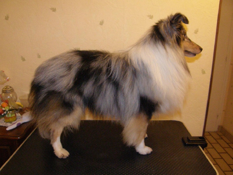 CH. Flashdance blue Du Chemin Des Roselières - 1er Excellent en classe ouverte mâle, CACS-RCACIB