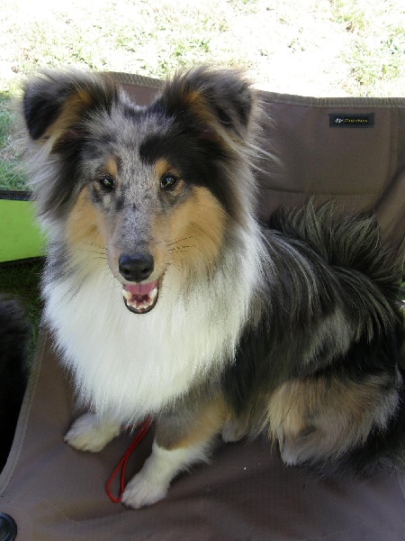 CH. Flashdance blue Du Chemin Des Roselières - Très Prometteur-meilleur puppy