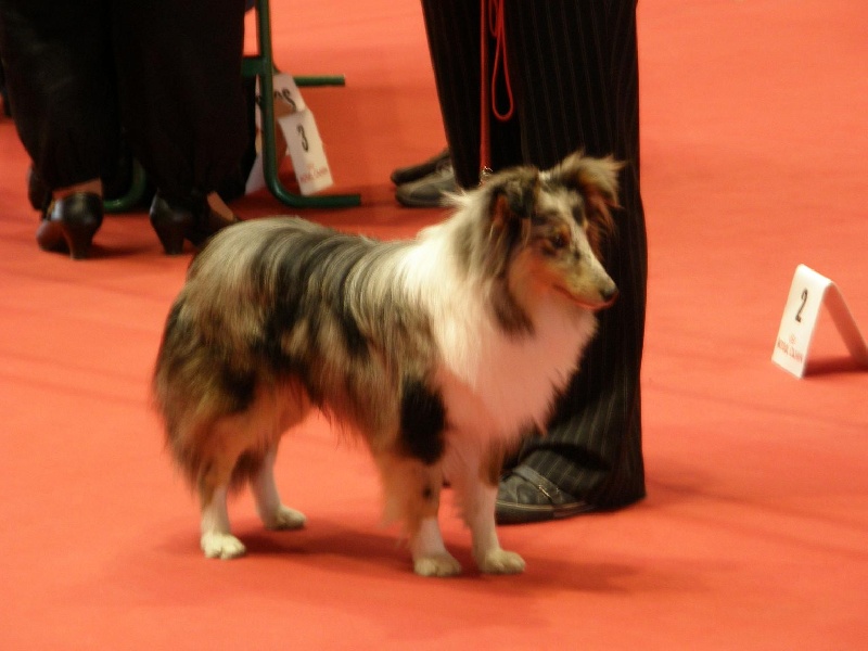 CH. Flashdance blue Du Chemin Des Roselières - Très Prometteur - Meilleur Puppy