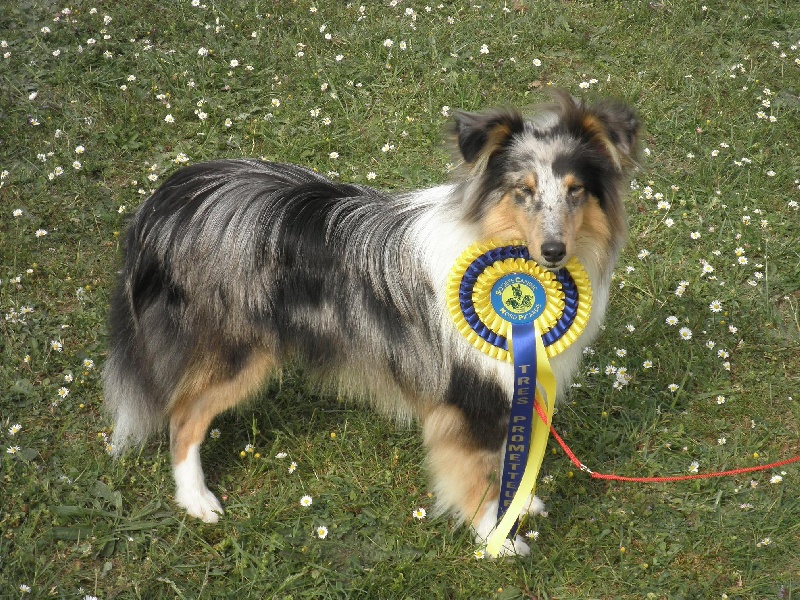 CH. Flashdance blue Du Chemin Des Roselières - Très Prometteur en classe Puppy