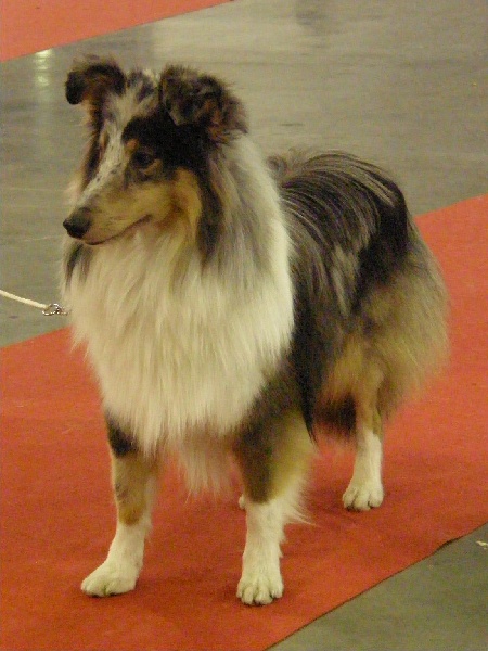 CH. Flashdance blue Du Chemin Des Roselières - 1 er excellent, meilleur jeune