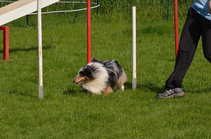 CH. Flashdance blue Du Chemin Des Roselières - 3e au cumul Open / Jumping