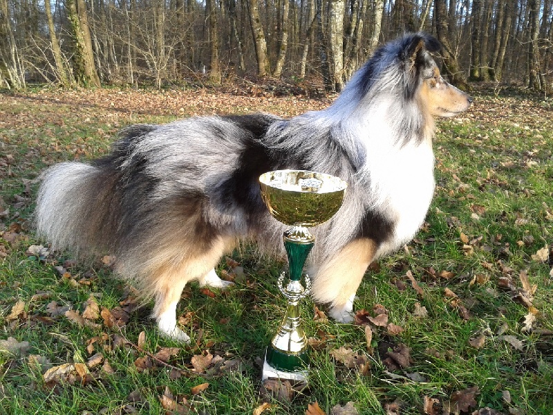 CH. Flashdance blue Du Chemin Des Roselières - 1er Excellent en classe champion, Réserve CACIB