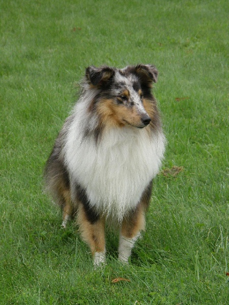 CH. Flashdance blue Du Chemin Des Roselières - 1 er Excellent et meilleur jeune