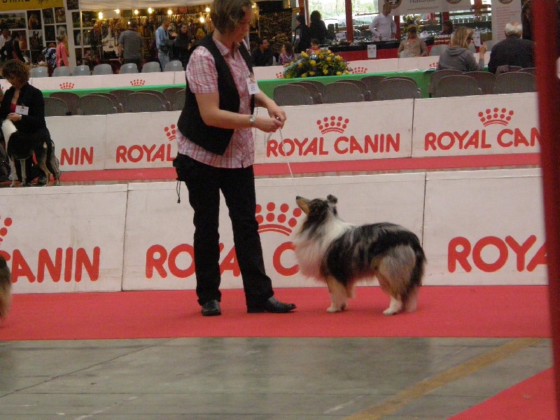 CH. Flashdance blue Du Chemin Des Roselières - 3e Excellent en classe ouverte
