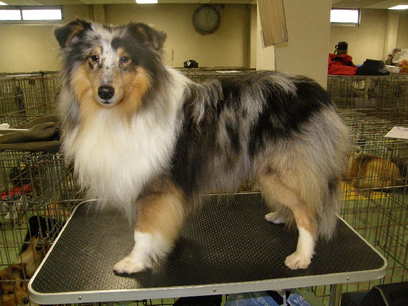 CH. Flashdance blue Du Chemin Des Roselières - 2e Très Bon en classe jeune