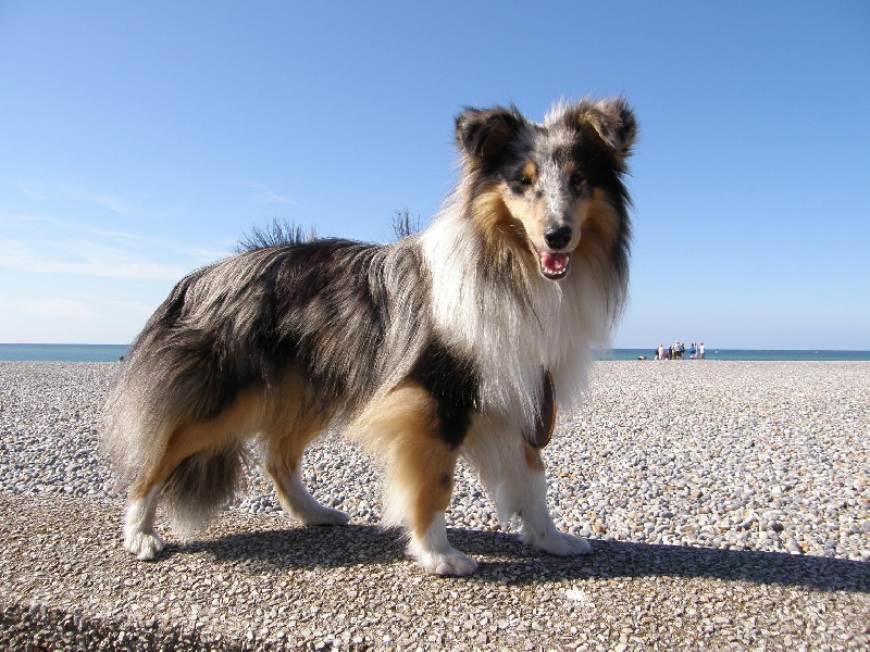 CH. Flashdance blue Du Chemin Des Roselières - 1 er excellent en classe jeune, meilleur jeune