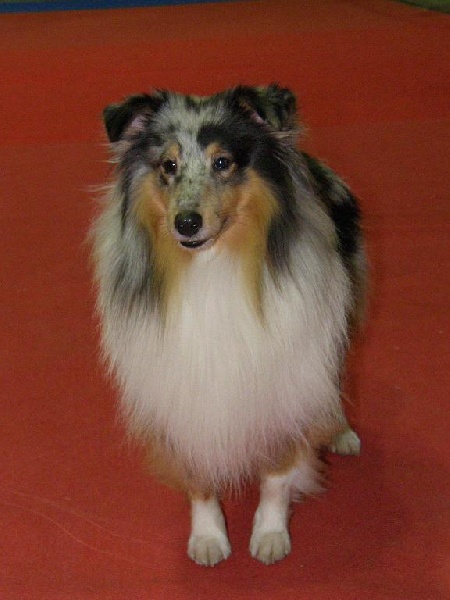 CH. Flashdance blue Du Chemin Des Roselières - 1er Excellent en classe ouverte mâle, CACL-Réserve CACIB