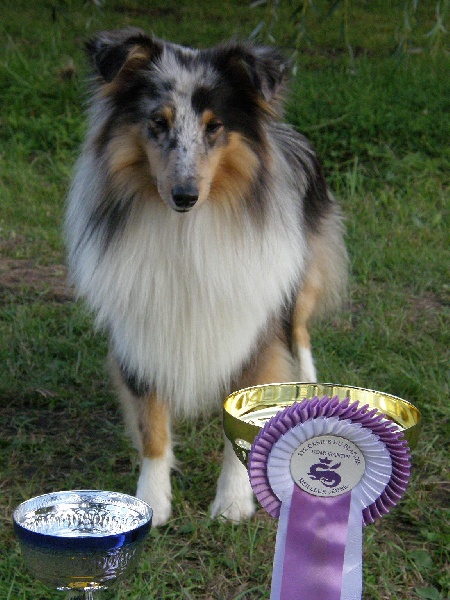 CH. Flashdance blue Du Chemin Des Roselières - 1er Excellent en classe jeune, meilleur jeune et 2e jeune du groupe 1