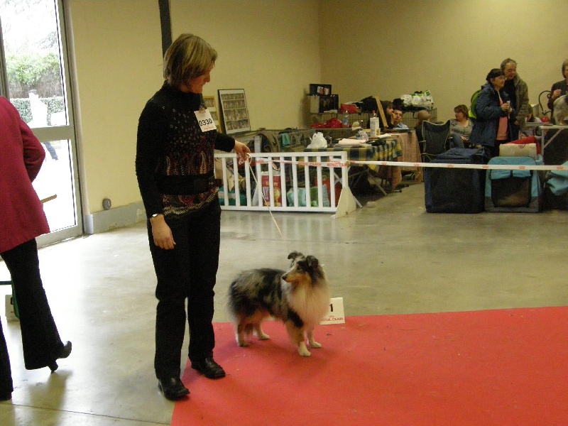 CH. Flashdance blue Du Chemin Des Roselières - 1 er Excellent, meilleur jeune