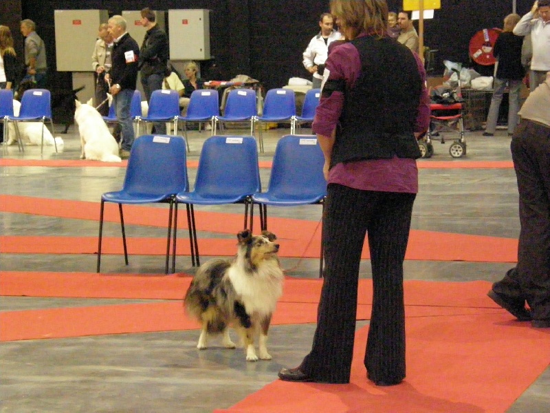 CH. Flashdance blue Du Chemin Des Roselières - 1 er excellent en classe jeune