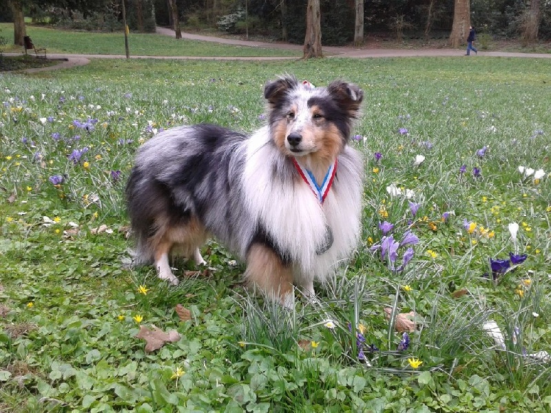 CH. Flashdance blue Du Chemin Des Roselières - Très Bon
