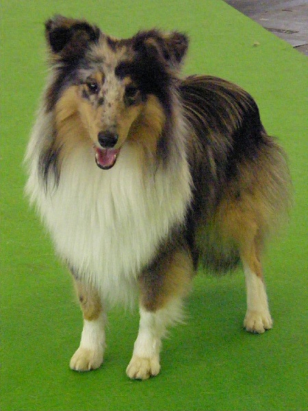 CH. Flashdance blue Du Chemin Des Roselières - Très Bon en classe jeune