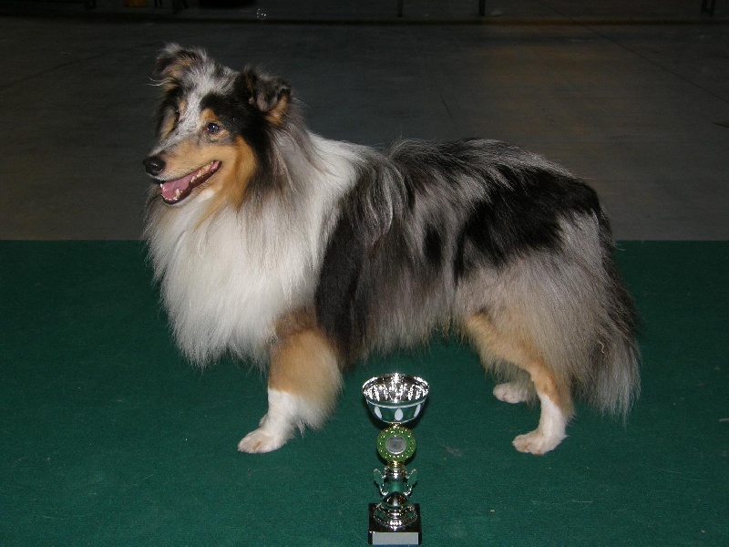 CH. Flashdance blue Du Chemin Des Roselières - 4e Excellent en classe ouverte