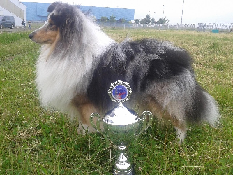 CH. Flashdance blue Du Chemin Des Roselières - 2e Excellent en classe ouverte, RCACS