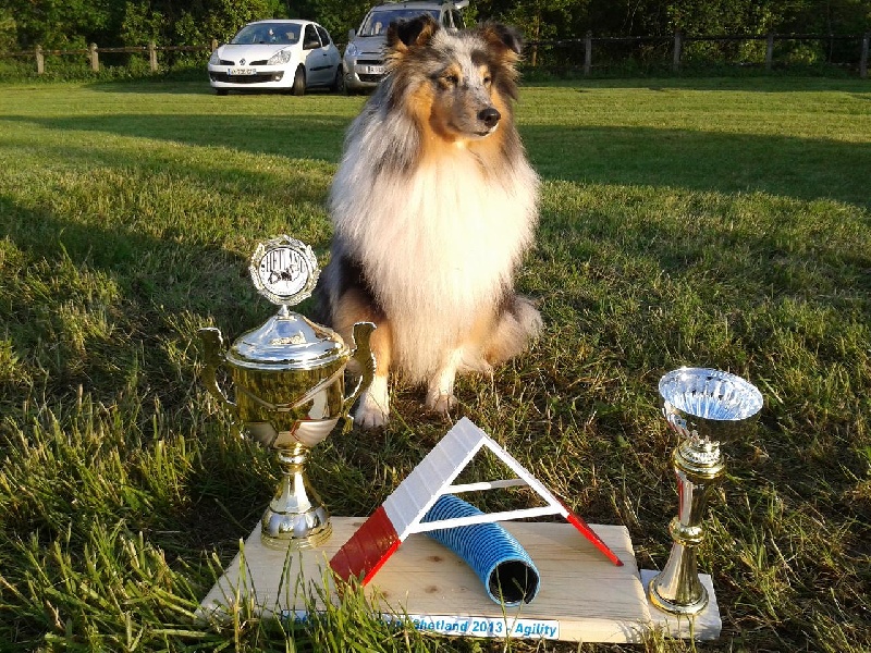 CH. Flashdance blue Du Chemin Des Roselières - 1er au cumul spécial premier degré