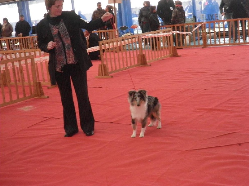 CH. Flashdance blue Du Chemin Des Roselières - Très Prometteur