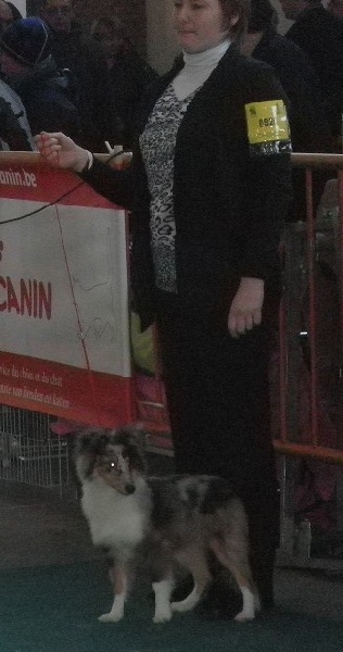 CH. Flashdance blue Du Chemin Des Roselières - 1er Très Prometteur en classe Baby