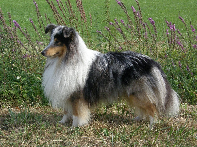 CH. Flashdance blue Du Chemin Des Roselières - 1er Excellent en classe ouverte, CACS-CACIB