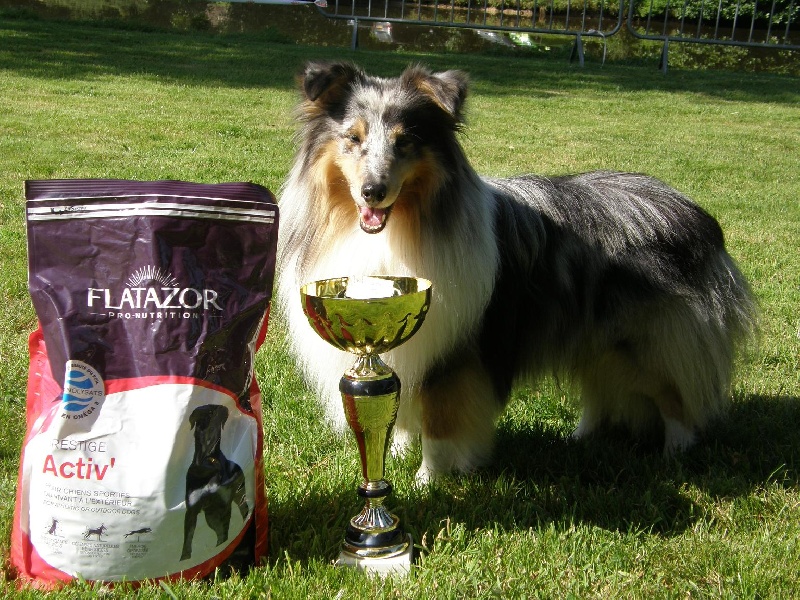 CH. Flashdance blue Du Chemin Des Roselières - 1 er Excellent en classe intermédiaire