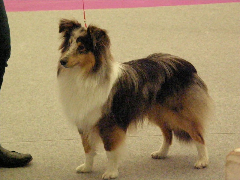 CH. Flashdance blue Du Chemin Des Roselières - Très Prometteur en classe Puppy