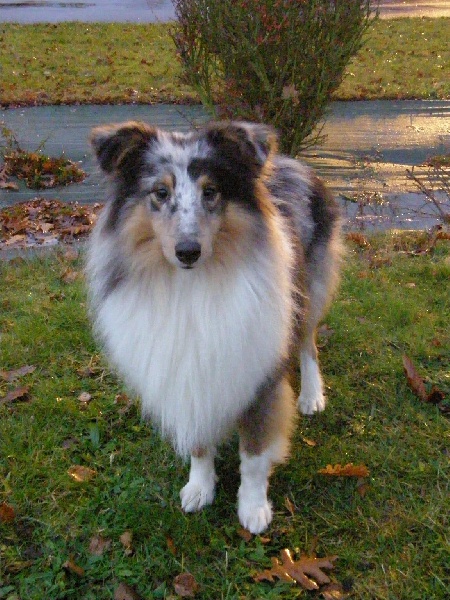 CH. Flashdance blue Du Chemin Des Roselières - 2e Excellent en classe jeune mâle