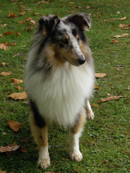 CH. Flashdance blue Du Chemin Des Roselières - 1er Excellent en classe jeune et meilleur jeune