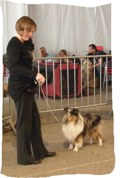 CH. Flashdance blue Du Chemin Des Roselières - 1er Excellent en classe ouverte, CAC bleu, R CACIB