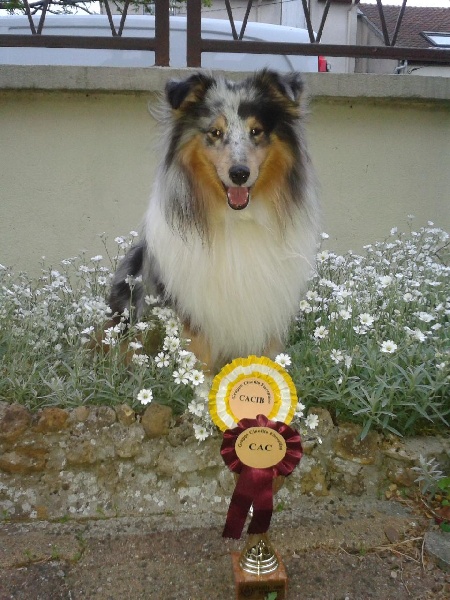 CH. Flashdance blue Du Chemin Des Roselières - 1er Excellent, CAC, CACIB